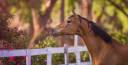 Proprietà equestre In vendita Loire