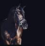 Cavalla KWPN Cavallo da Sport Neerlandese In vendita 2014 Altro colore ,  Eastwood s