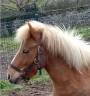 Castrone Shetland In vendita 2022 Pezzato