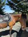 Sella mista Forestier  16.5" - 2023