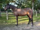 Castrone Lusitano In vendita 2009 Baio scuro