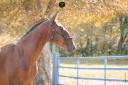 Intero Lusitano In vendita 2024 Baio scuro ,  XEQUE MATE RT