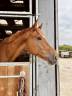 Castrone sBs Cavallo da Sport Belgio In vendita 2020 Sauro ,  VIGO D ARSOUILLES