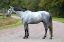 Castrone Sella Francese In vendita 2020 Grigio ,  Baloussini