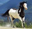 Castrone Paint Horse In vendita 2014 Overo ,  DARK DD HOTWHEEL (BEL)