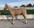 Castrone Cavallo da Sport Irlandese In vendita 2022 Palomino