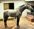 Intero PRE Andaluso In vendita 2021 Grigio