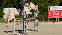 Cavalla Cavallo da Sport Irlandese In vendita 2018 Palomino ,  Tullabeg Fusion