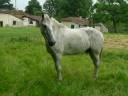 Castrone Cavallo da Sella In vendita 2013 Grigio