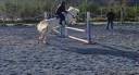 Pony castrone Spagnolo anno 2016