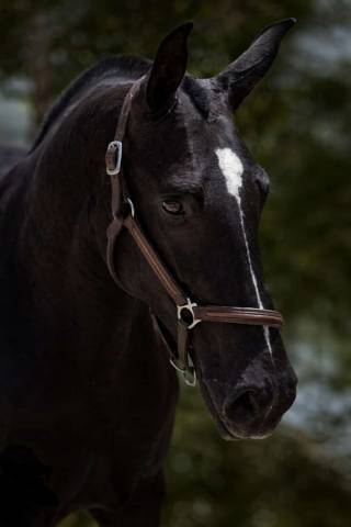 Cavalla PRE Andaluso In vendita 2018 Nero