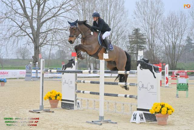 Cavalla da salto ostacoli, di 10 anni, Sella Francese