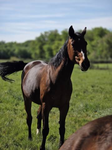 Cavalla Sella Francese In vendita 2008 Baio scuro