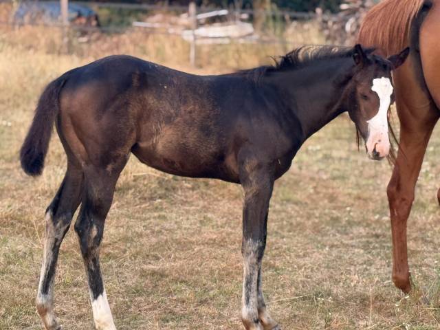 Puledra Paint Horse In vendita 2026 Baio ,  Classic cowboy spirit