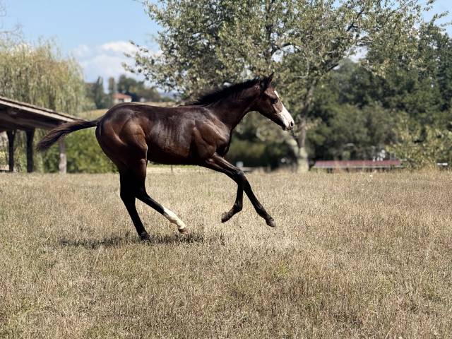 Puledra Paint Horse In vendita 2026 Baio ,  Classic cowboy spirit