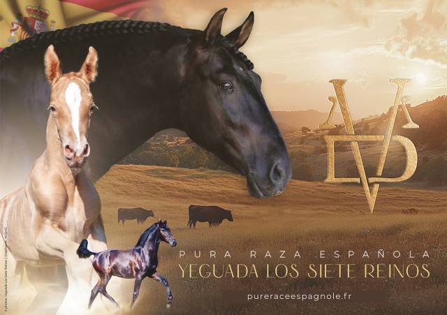 Yeguada Los Siete Reinos | Allevatori cavalli > Allevatori, Pony iberici