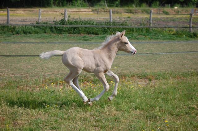 Puledro PFS Pony Francese da Sella In vendita 2026 Palomino ,  Beukenoords balans