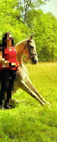 Castrone Origine non conosciuta  In vendita 2016 Grigio ,  FITI ESP