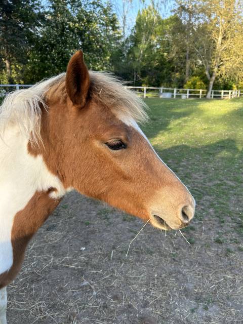Puledra PFS Pony Francese da Sella In vendita 2025 Pezzato ,  EUROGEN FANTOMAS