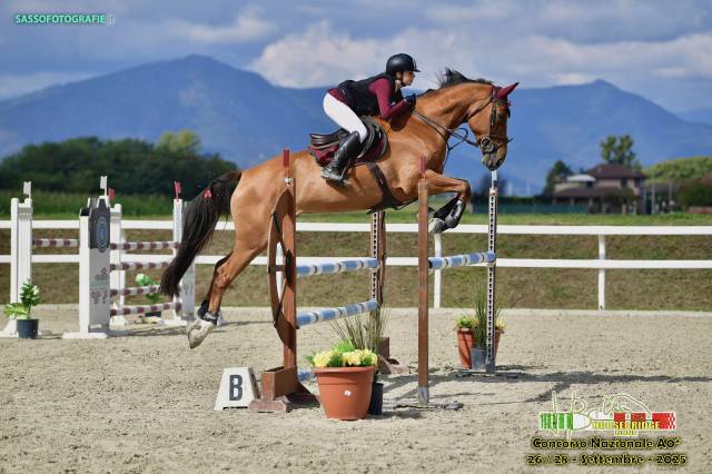 Cavallo francese 7 anni