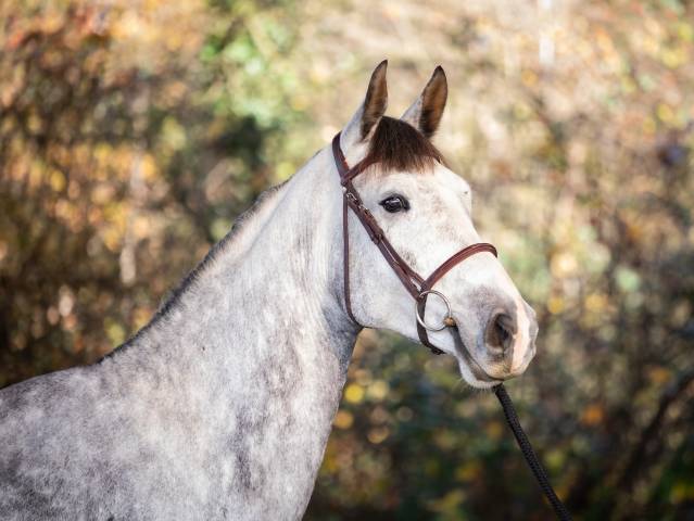 Castrone KWPN Cavallo da Sport Neerlandese In vendita 2020 Grigio