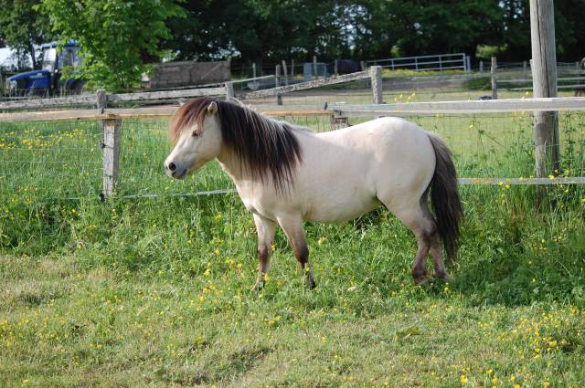 Stallone Shetland In vendita 2022 Isabella ,  FEU FOLLET DES ISLES