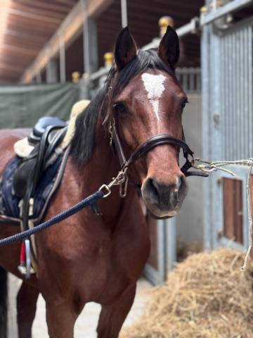 Cavalla Holsteiner In vendita 2018 Baio ,  Unlimited
