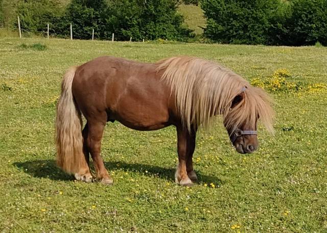 Intero Shetland In vendita 2022 Sauro ,  VICKING COMMANDERIE