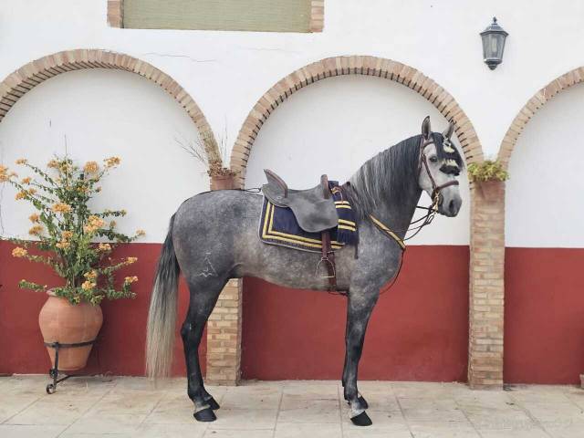 Castrone PRE Andaluso In vendita 2021 Grigio ,  ROMERO DE TRUJILLO