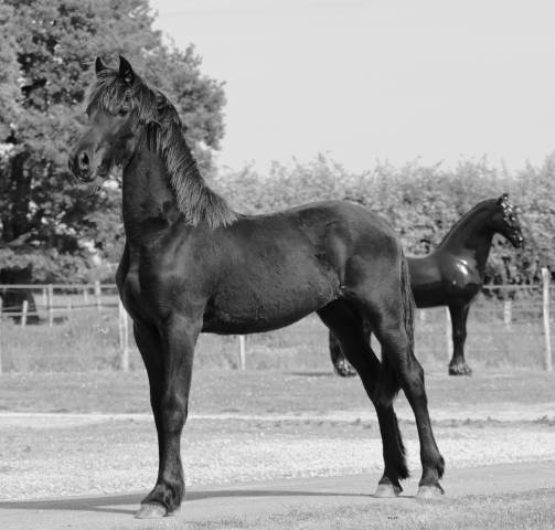 Puledra Frisone In vendita 2025 Nero ,  Alwin 469 Sport AAA PREF