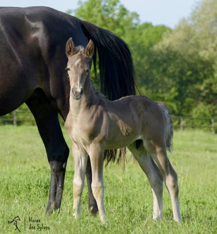 Puledro KWPN Cavallo da Sport Neerlandese In vendita 2026 Altro colore