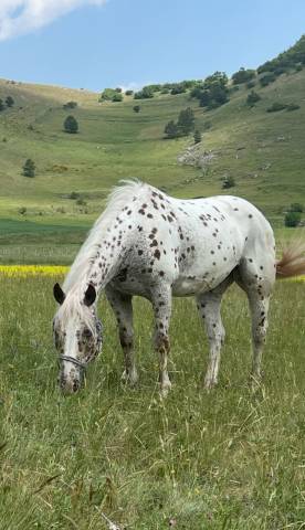 Castrone Appaloosa Leopard