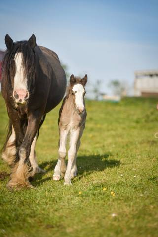 Puledra Gypsy Cob In vendita 2026 Crine lavato