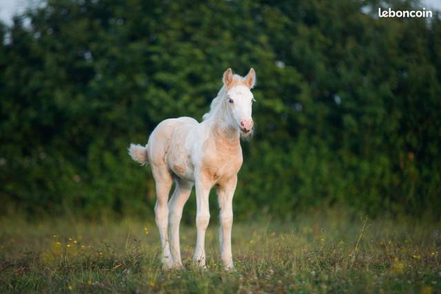 Puledra Gypsy Cob In vendita 2025 Palomino