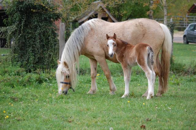 Puledra Welsh Poney (Sezione A) In vendita 2026 Isabella ,  BOOTHSDALE STARFIRE