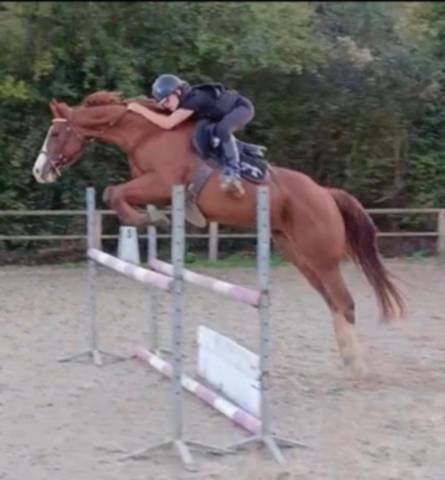 Castrone Paint Horse In vendita 2017 Sauro ,  Urban Dazzle Star
