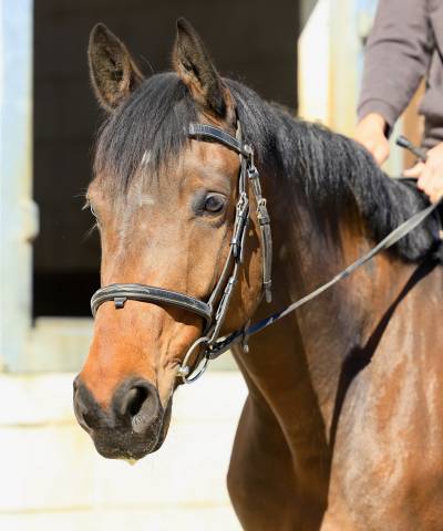Castrone sBs Cavallo da Sport Belgio In vendita 2021 Baio ,  Quel homme de Hus