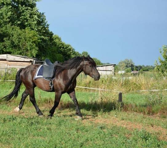 Sella da dressage Zaldi Luso Deluxe 17.5" - 2016