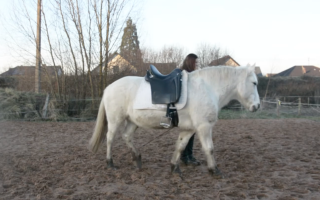 Sella da dressage Zaldi Luso Deluxe 17.5" - 2016