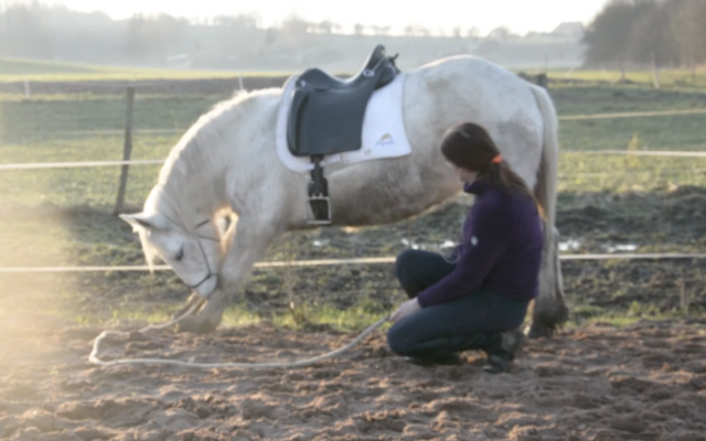 Sella da dressage Zaldi Luso Deluxe 17.5" - 2016