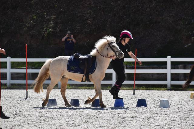 Cavalla Welsh Poney (Sezione B) In vendita 2015 Palomino