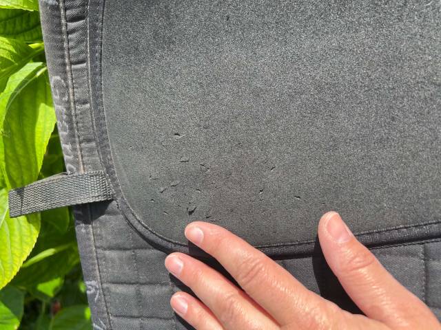 Sella da dressage Barefoot   17" - 2024