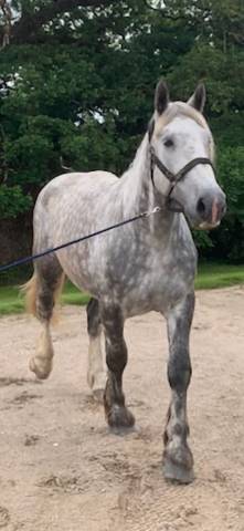 Castrone Percheron In vendita 2022 Grigio ,  Velour d'ecor