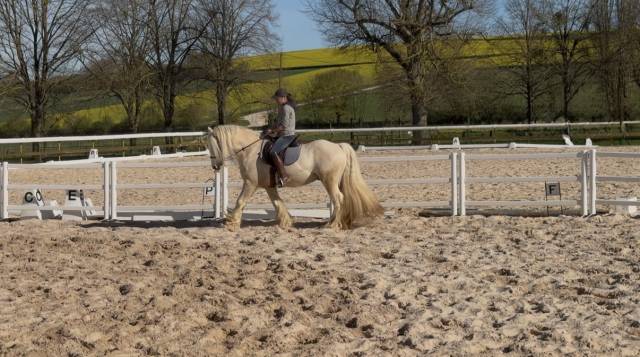 Castrone Altre Razze di Pony In vendita 2017 Palomino