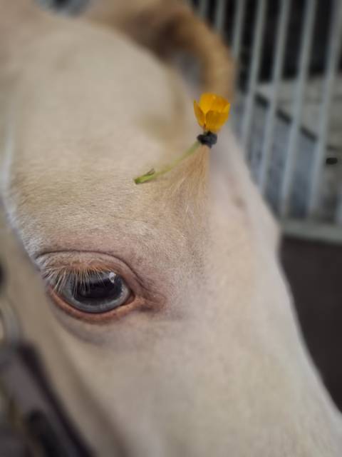 Cavalla Welsh Poney (Sezione A) In vendita 2016 Perlino