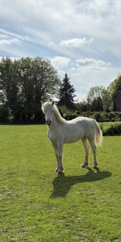 Puledra Welsh Poney (Sezione D), Welsh Cob  In vendita 2025 Crema ,  Ubiwan des colines