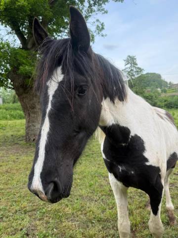 Castrone Cavallo da Sport di Colore In vendita 2023 Pezzato
