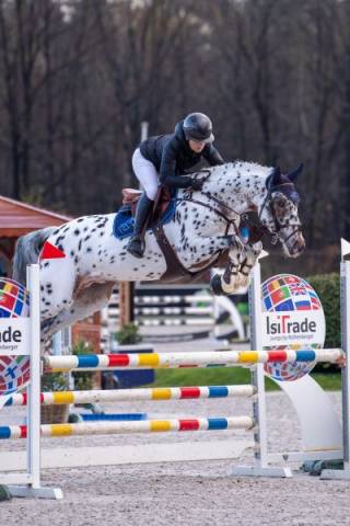 Puledro sBs Cavallo da Sport Belgio In vendita 2025 Baio scuro