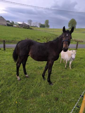 Puledro sBs Cavallo da Sport Belgio In vendita 2025 Baio scuro