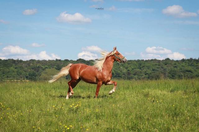 Castrone PFS Pony Francese da Sella In vendita 2023 Palomino ,  QUABAR DES MONCEAUX